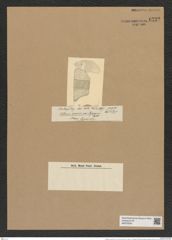 Isthmiella minima (B. et H.) De-Toni (de-Toni-Nr.: Genus 116, Species 3329) Zeichnungen Sammlung Grunow Nr. 6732 (NHMW-BOT-W0375550)